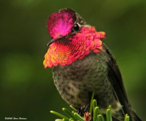 Anna's Hummingbird in low light, the beacon