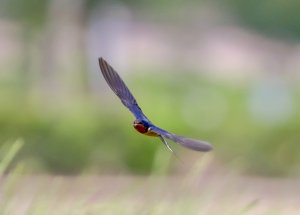 Barn Swallow (male)