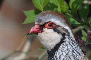 red  legged partridge