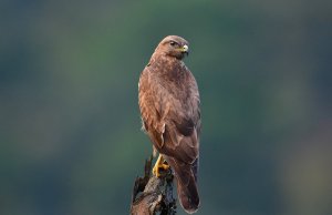 Common / Eurasian Buzzard