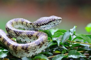 Malabar Pit Viper