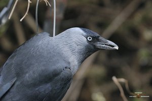 Jackdaw