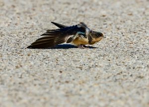 Barn Swallow (juvenile)