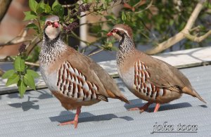 red  legged partridge