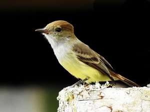 Galapagos Flycatcher