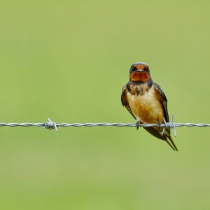 Barn Swallow