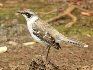 Galapagos Mockingbird