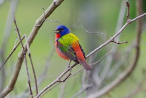 Painted Bunting