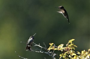 anna's hummingbird