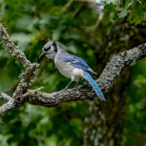 Blue Jay