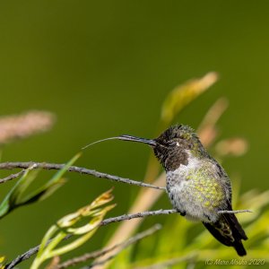 Anna's Hummingbird tongue