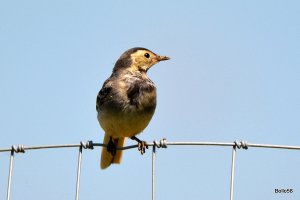 Pied Wagtail