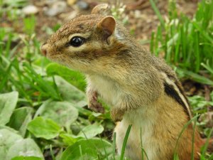 SAT FUN- CHIPMUNK