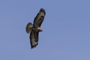 Buzzard