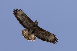 Buzzard