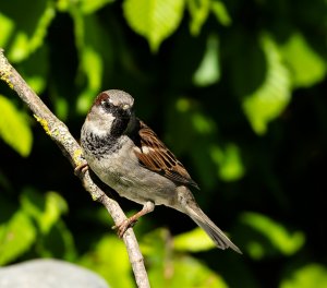 House Sparrow, male