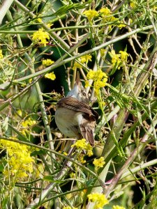 Reed Warbler