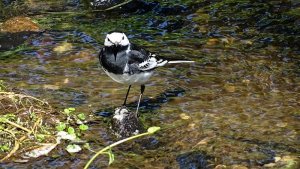 Pied Wagtail (Motacilla alba)