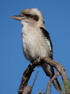 Laughing Kookaburra