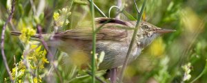 Reed Warbler