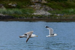 Enlisting gulls 2