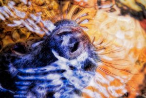 Grey seal pup