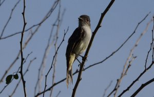 la sagra's flycatcher