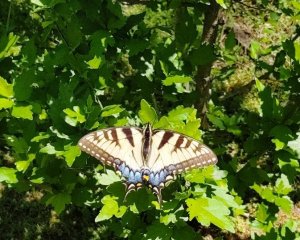 Eastern Tiger Swallowtail - Female