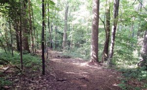 A walk down a nature trail