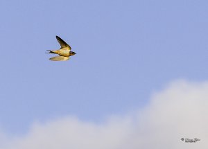 Soaring above the clouds