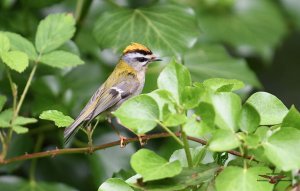 Firecrest