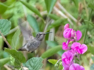 Anna's Hummingbird