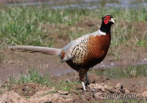 pheasant