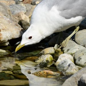 ... and quenching thirst