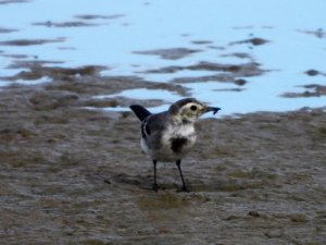 Pied Wagtail Juvenile