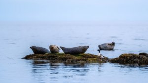 Shelduck