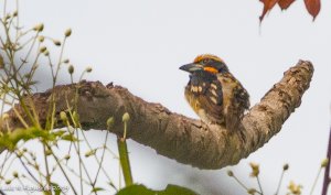 Gilded Barbet