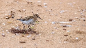 Dunlin