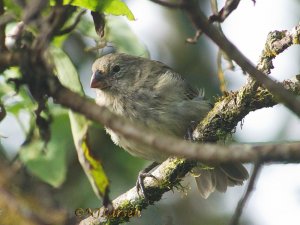 Large Tree Finch