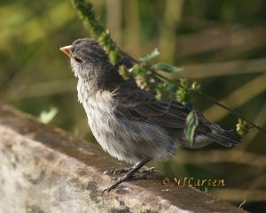 Large Tree Finch