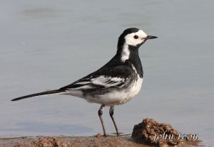 pied wagtail