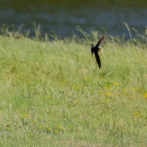 Barn Swallow (male)