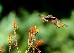 Black-chinned Hummingbird (female)