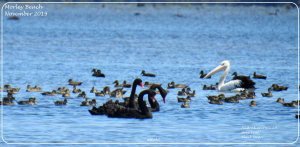 Pelly and friends