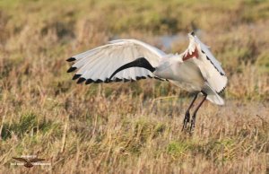 Sacred Ibis