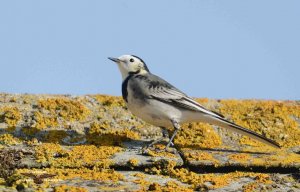 Pied Wagtail