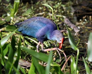 Grey-headed Swamphen