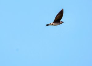 Purple Martin (subadult female)