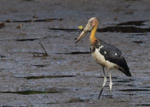 Lesser Adjutant