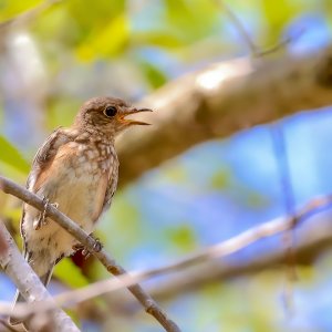 Eastern Bluebird (juvenile)